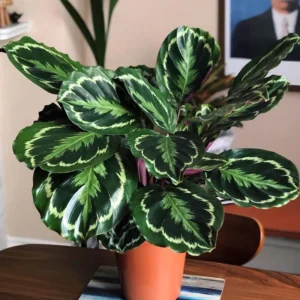 Medallion Prayer Plant - Calathea Houseplant - 2.5