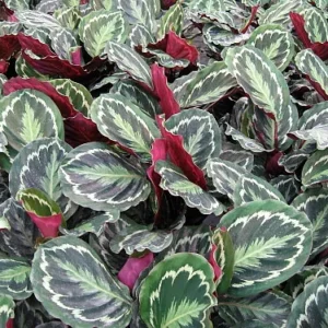 Medallion Prayer Plant - Calathea Houseplant - 2.5