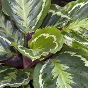 Medallion Prayer Plant - Calathea Houseplant - 2.5