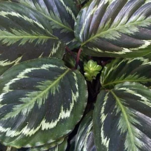 Medallion Prayer Plant - Calathea Houseplant - 2.5