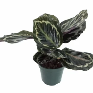 Medallion Prayer Plant - Calathea Houseplant - 2.5