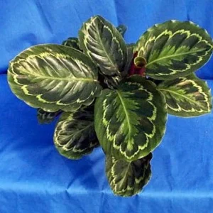 Medallion Prayer Plant - Calathea Houseplant - 2.5