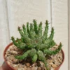 Medusa Head Euphorbia Flanaganii Succulent 3-4 inch Green Potted Plant