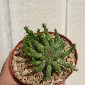 Medusa Head Euphorbia Flanaganii Succulent 3-4 inch Green Potted Plant
