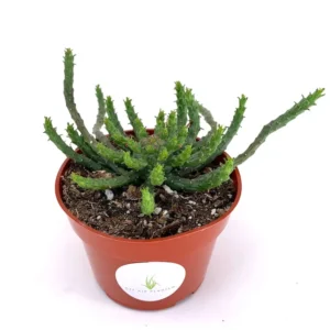 Medusa Head Euphorbia Flanaganii Succulent 3-4 inch Green Potted Plant