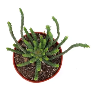 Medusa Head Euphorbia Flanaganii Succulent 3-4 inch Green Potted Plant