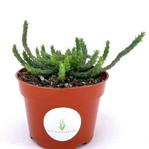 Medusa Head Euphorbia Flanaganii Succulent 3-4 inch Green Potted Plant