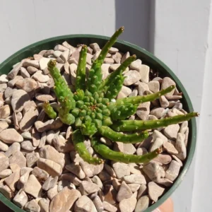 Medusa Head Euphorbia Flanaganii Succulent 3-4 inch Green Potted Plant