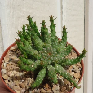 Medusa Head Euphorbia Flanaganii Succulent 3-4 inch Green Potted Plant