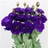 Megalo III Violet Lisianthus Live Plant Healthy Potted Flower 3 to 4" Pot