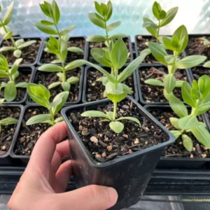 Megalo III Violet Lisianthus Live Plant Healthy Potted Flower 3 to 4