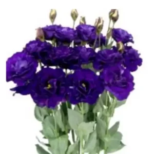 Megalo III Violet Lisianthus Live Plant Healthy Potted Flower 3 to 4