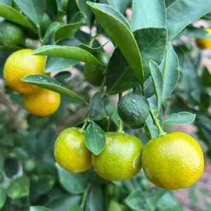 Meiwa Kumquat Seeds - Green Round Kumquat - 10 Seeds - Edible Fruit Tree