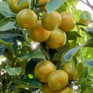 Meiwa Kumquat Seeds - Green Round Kumquat - 10 Seeds - Edible Fruit Tree
