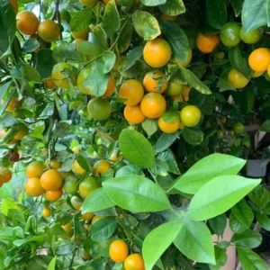 Meiwa Kumquat Seeds - Green Round Kumquat - 10 Seeds - Edible Fruit Tree