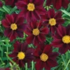 Mercury Rising Coreopsis Lanceolata Live Plant - Laceleaf Tickseed Healthy Starter Plant
