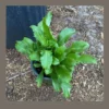 Mexican Culantro Plants - 3 Ngo Gai Recao Seedlings - 4 inch Pot - Fresh Herbs