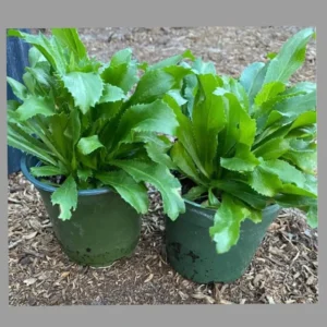 Mexican Culantro Plants - 3 Ngo Gai Recao Seedlings - 4 inch Pot - Fresh Herbs