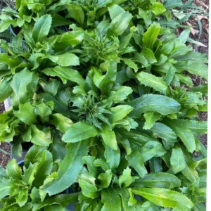Mexican Culantro Plants - 3 Ngo Gai Recao Seedlings - 4 inch Pot - Fresh Herbs