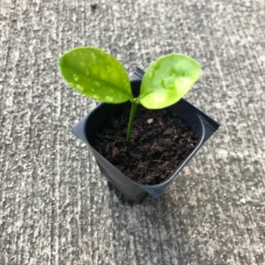 Mexican Key Lime Citrus Plant - Live Starter Plug 1-2 inch - Fruit Tree