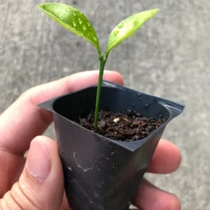 Mexican Key Lime Citrus Plant - Live Starter Plug 1-2 inch - Fruit Tree