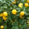 Meyer Lemon Tree Plant - 2-3 Inch Yellow Lemon Fruit Tree - Citrus Plant