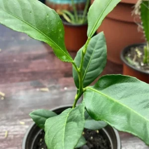 Meyer Lemon Tree Plant - 2-3 Inch Yellow Lemon Fruit Tree - Citrus Plant