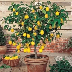 Meyer Lemon Tree Plant - 2-3 Inch Yellow Lemon Fruit Tree - Citrus Plant