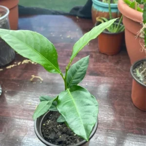 Meyer Lemon Tree Plant - 2-3 Inch Yellow Lemon Fruit Tree - Citrus Plant