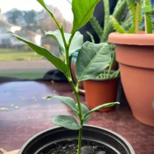 Meyer Lemon Tree Plant - 2-3 Inch Yellow Lemon Fruit Tree - Citrus Plant