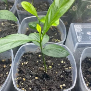 Meyer Lemon Tree Plant - 2-3 Inch Yellow Lemon Fruit Tree - Citrus Plant