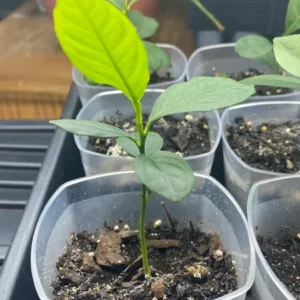 Meyer Lemon Tree Plant - 2-3 Inch Yellow Lemon Fruit Tree - Citrus Plant