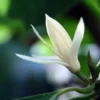 Michelia Alba Magnolia Champaca Live Plant White Flowers Fragrant Evergreen Tree