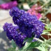 Midnight Buddleja Davidii Buzz Butterfly Bush Live Plant Healthy Starter Plant