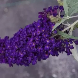 Midnight Buddleja Davidii Buzz Butterfly Bush Live Plant Healthy Starter Plant