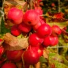 Midwest Crabapple Tree Plant - 8-12 Inch - Fruit Tree - Cold Hardy