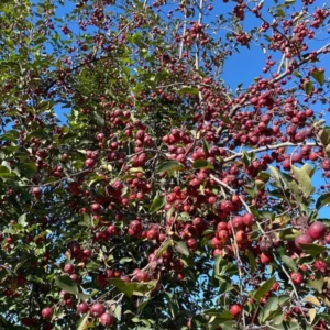 Midwest Crabapple Tree Plant - 8-12 Inch - Fruit Tree - Cold Hardy