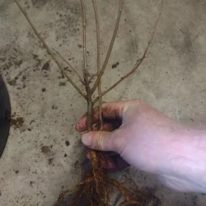 Midwest Crabapple Tree Plant - 8-12 Inch - Fruit Tree - Cold Hardy