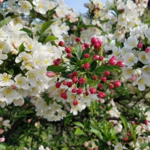 Midwest Crabapple Tree Plant - 8-12 Inch - Fruit Tree - Cold Hardy