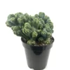 Ming Thing Cactus Cereus Forebesii Monstrose Succulent 3.5 inch Pot