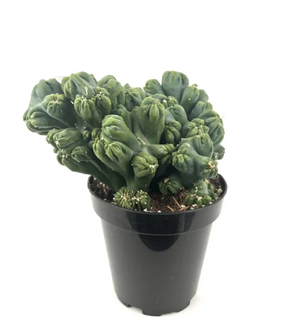 Ming Thing Cactus Cereus Forebesii Monstrose Succulent 3.5 inch Pot