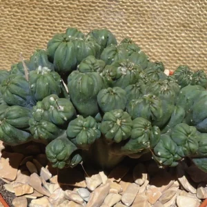 Ming Thing Cactus Cereus Forebesii Monstrose Succulent 3.5 inch Pot