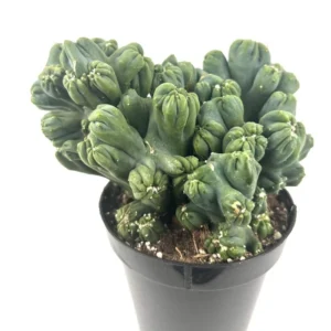 Ming Thing Cactus Cereus Forebesii Monstrose Succulent 3.5 inch Pot