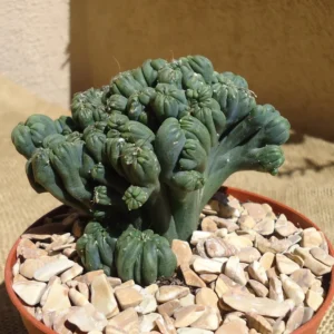 Ming Thing Cactus Cereus Forebesii Monstrose Succulent 3.5 inch Pot
