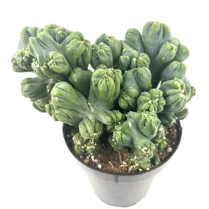 Ming Thing Cactus Cereus Forebesii Monstrose Succulent 3.5 inch Pot