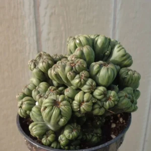 Ming Thing Cactus Cereus Forebesii Monstrose Succulent 3.5 inch Pot