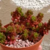 Mini Jelly Bean Cluster Sedum Rubrotinctum Mini Succulent 2.5" Pot