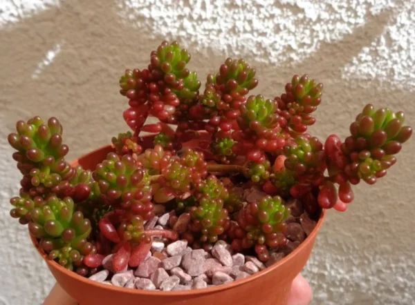 Mini Jelly Bean Cluster Sedum Rubrotinctum Mini Succulent 2.5" Pot