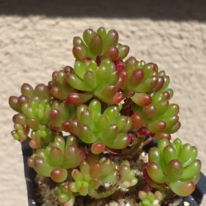 Mini Jelly Bean Cluster Sedum Rubrotinctum Mini Succulent 2.5