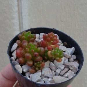 Mini Jelly Bean Cluster Sedum Rubrotinctum Mini Succulent 2.5